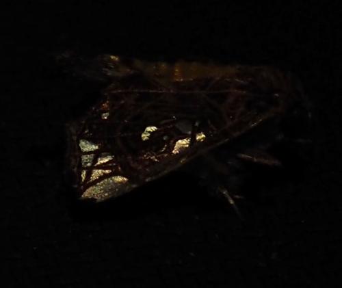 Argyrosticta meres